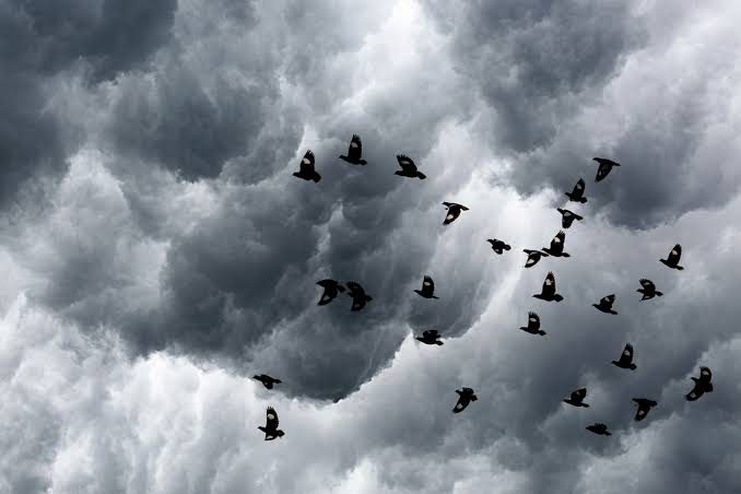 Does Mobile Network Really Affect The Birds
